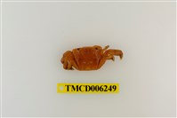 藏品(字紋弓蟹)的圖片
